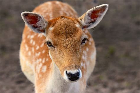 Top 50 Amazing Sahara Desert Animals - Owlcation