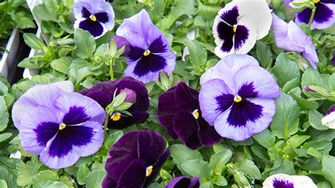 Pansies Are Here! : Mulhall's