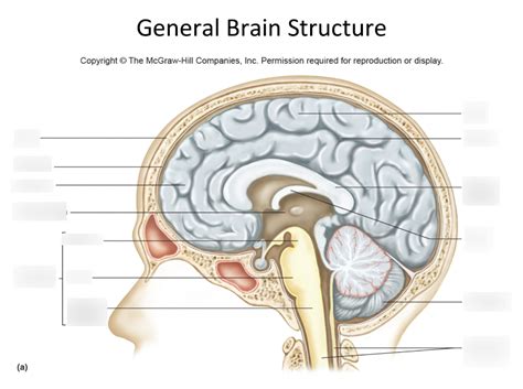 Anatomy Brain Quiz Diagram | Quizlet