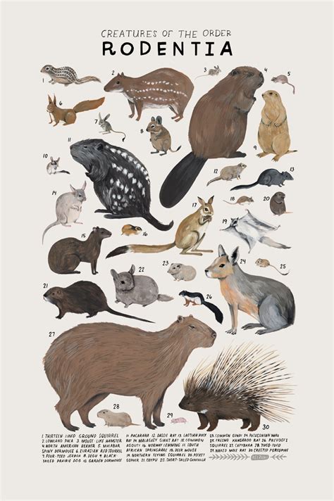 Rodentia print — Kelzuki | Animal illustration, Animal drawings, Animal art