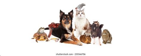 Large Group Domestic Household Pets Including Stock Photo 235566706 ...