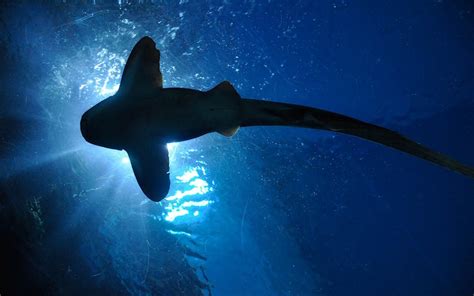 Shark Conservation Efforts - Shark Facts and Information