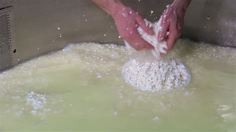 Gouda cheese making from raw milk 1296731 Stock Video at Vecteezy