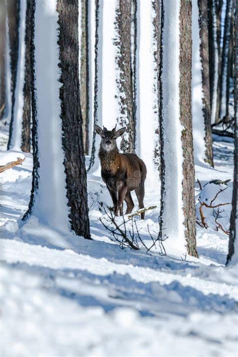 Scottish Red Deer In Scotland Stock Image - Image of scoticus, grasses ...