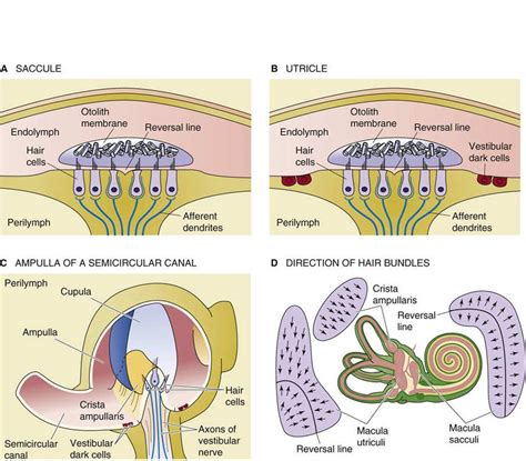 Macula Ear Diagram