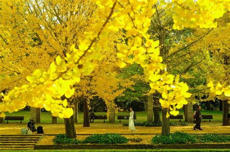 Fall Colors in Tokyo: The Best Autumn Foliage Spots to Visit in 2021