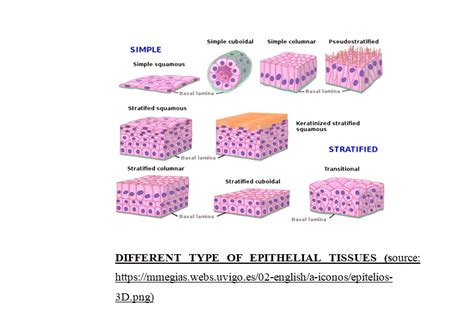 Types of epithelial tissue | Characteristics, Functions and Examples