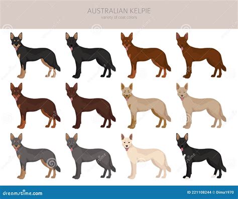 Australian Kelpie All Colours Clipart. Different Coat Colors and Poses ...