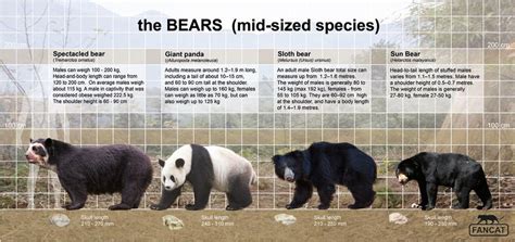 Bear Size Comparison - Animal Corner