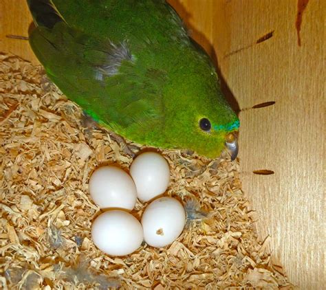 Orange-bellied Parrot - Moonlit Sanctuary