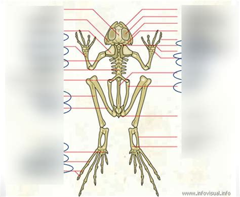 frog skeleton Diagram | Quizlet