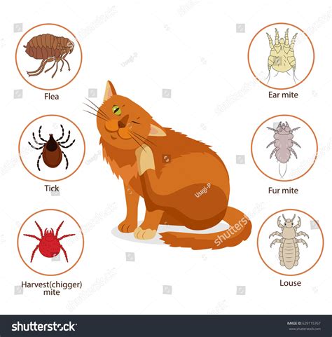 Cat Parasites Pet Skin Fur Parasites Stock Vector (Royalty Free) 629115767