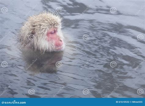 Snow Monkey in Hot Springs of Nagano,Japan. Stock Photo - Image of ...