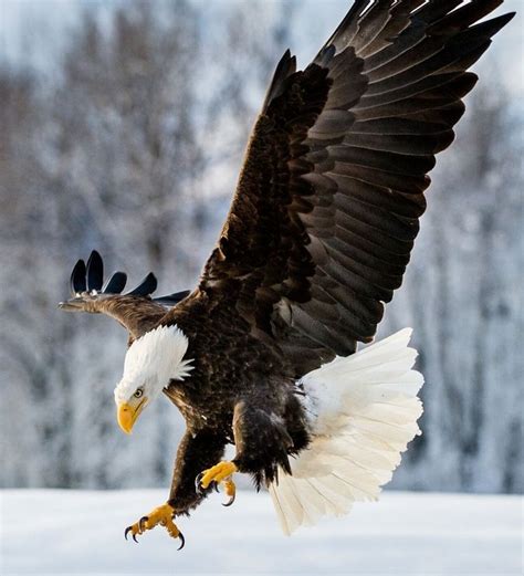 Amazing Bald Eagle Pictures: Watch Our Video to Learn More - bird ...