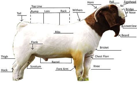 Goat Anatomy - Bare Creek Farm