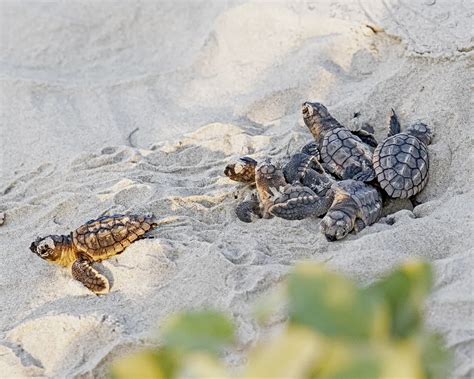 Loggerhead Turtle hatchlings | Smithsonian Photo Contest | Smithsonian ...