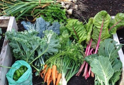 20 Winter Vegetables To Plant In Your Cool Season Garden