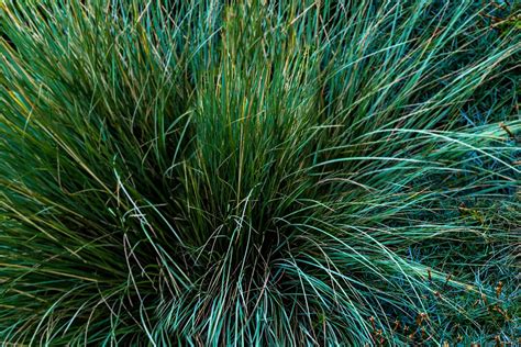 Blue Fescue Grass: Plant Care & Growing Guide