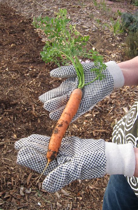 Saving Carrot Seeds | School Garden Weekly