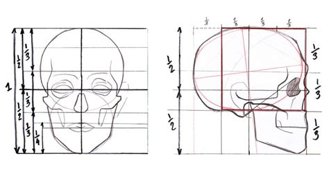 human head proportions drawing - Xochitl Stamps