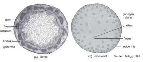Pengertian Akar Dikotil, Monokotil, Akar Serabut dan Tunggang - TUKANG ...
