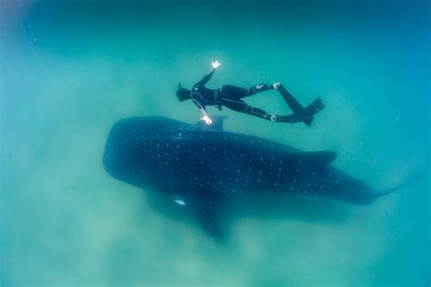 File:Whale Shark and Freediver.jpg - Wikimedia Commons