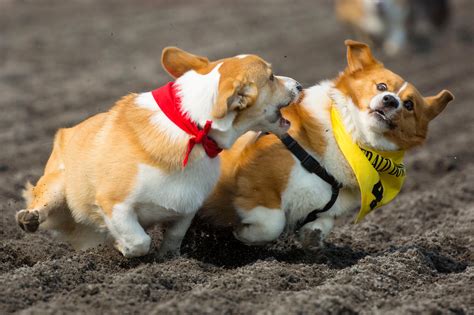 Photos: The first annual Corgi Races are here!!! | Seattle Refined