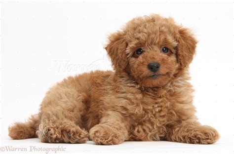 Dog: Cute red Toy Poodle puppy photo - WP38746