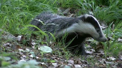 Eurasian badger - Stock Video Clip - K004/4006 - Science Photo Library