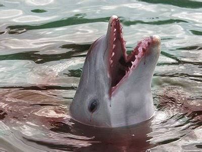 The Wain - Weird and Interesting News: Killer Dolphins!