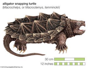 Alligator snapping turtle | reptile | Britannica