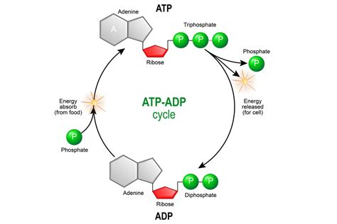 Which term describes atp production - lomiatomic