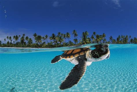 Baby Sea Turtle Wallpapers - Wallpaper Cave