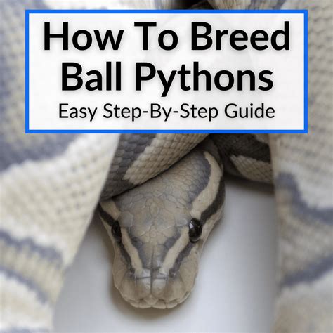 How To Breed Ball Pythons (Easy Step-By-Step Guide)