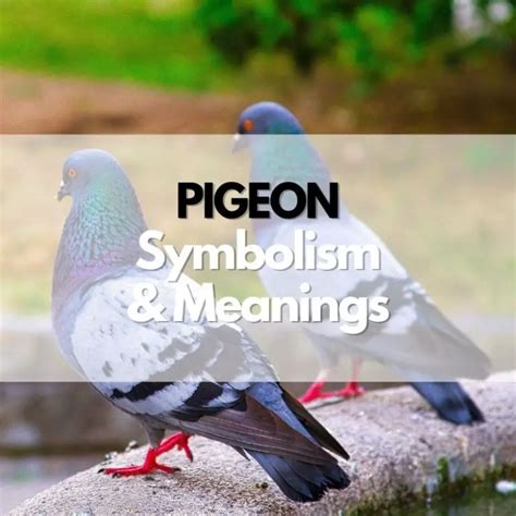 Pigeon: Symbolism, Meanings, and History - Symbol Genie