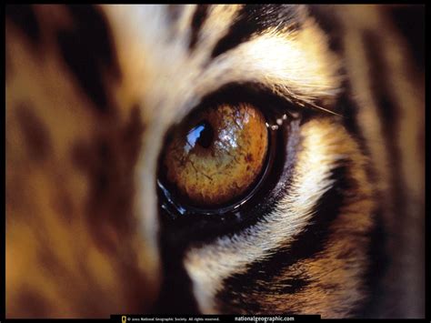 Tiger Eye - Amur Tigers Wallpaper (27143749) - Fanpop