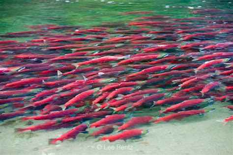 Lee Rentz Photography | Massive Adams River Sockeye Salmon Migration