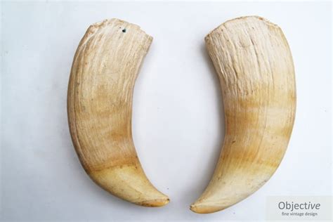 Pair Sperm Whale Teeth | Objective Fine Vintage Design