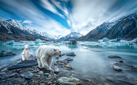 Polar Bear Cubs Wallpaper