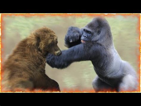 Gorilla vs. Grizzly Bear - Who Would Win In A Faceoff?