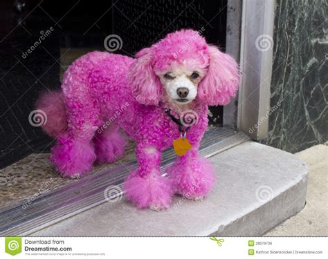 🔥 [40+] Pink Poodle Wallpapers | WallpaperSafari