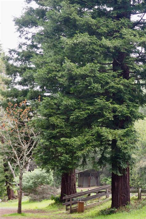 Picnic at Reinhardt Redwood Regional Park - Lonely Hiker