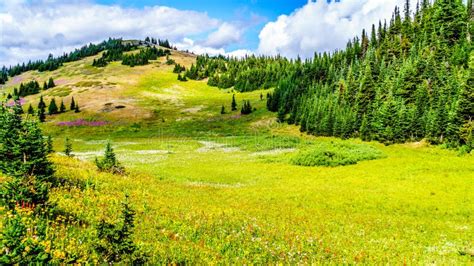 Hiking through Alpine Meadows Covered in Wildflowers in the High Alpine ...