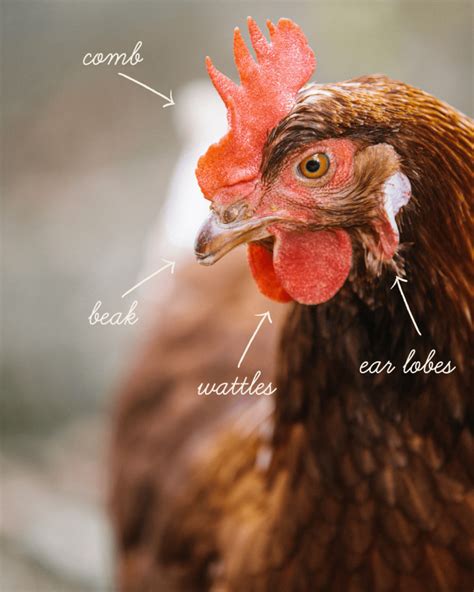 Hen Anatomy - Vital Farms