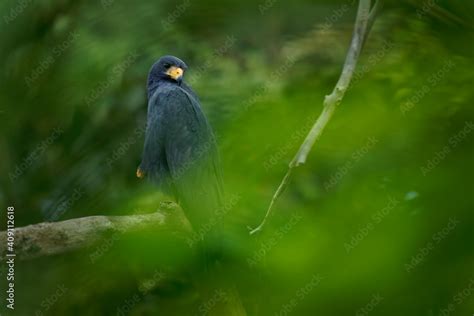 Common Black Hawk - Buteogallus anthracinus a big dark bird of prey in ...