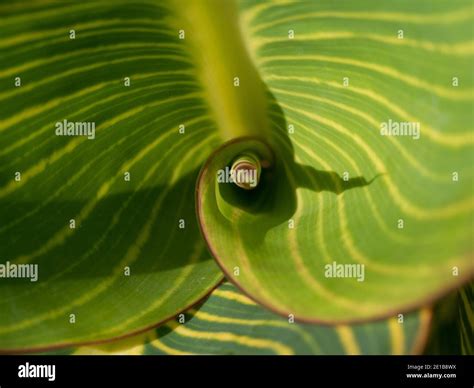 leaves, showing a fibonacci spiral Stock Photo - Alamy