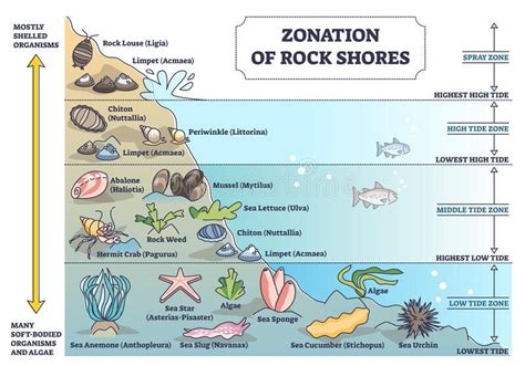 Zonation of rock shores with underwater species and organisms outline ...