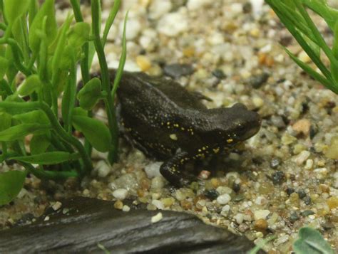 Japanese fire-bellied newt - Cynops pyrrhogaster - ZooChat