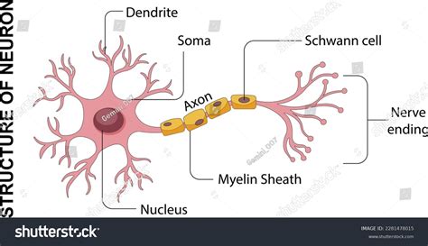 Structure Neuron Nerve Cell Neuron Anatomy Stock Vector (Royalty Free ...