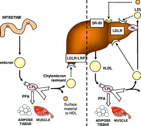 Lipoprotein Pathway